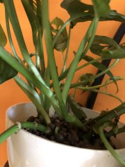 IMG_0320.jpeg