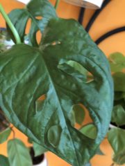 IMG_0319.jpeg