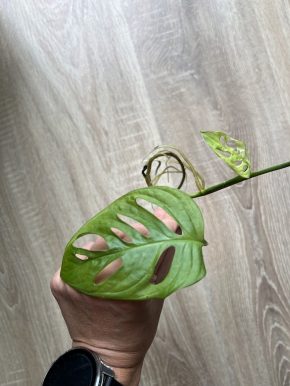 Monstera monkey mask - krásně kořenící řízek