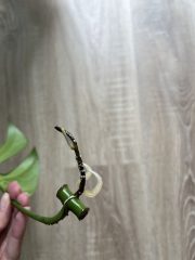 IMG_0468.jpg
