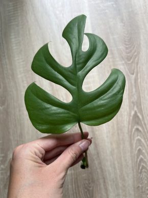 Rhaphidophora tetrasperma - Monstera minima - krásně kořenící řízek
