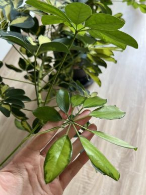 Schefflera Arboricola - vrcholový řízek