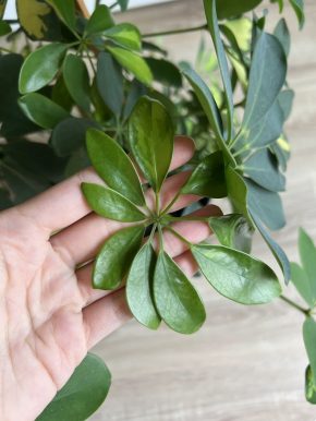 Schefflera Arboricola - stonkový řízek