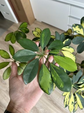 Schefflera Arboricola - stonkový řízek 02