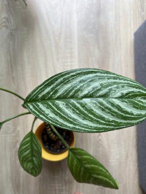 Aglaonema Maria - vrcholová zakořeněná rostlinka