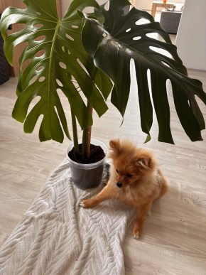 Monstera dvoulist