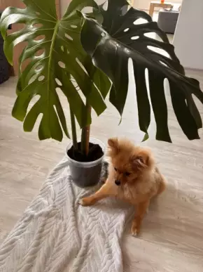 Monstera dvoulist