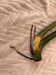 IMG_4509.jpeg
