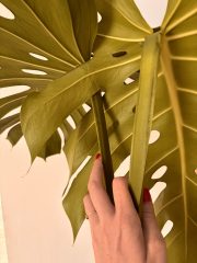 IMG_4512.jpeg