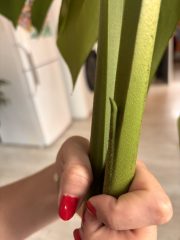 IMG_4518.jpeg