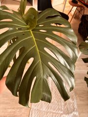IMG_4515.jpeg