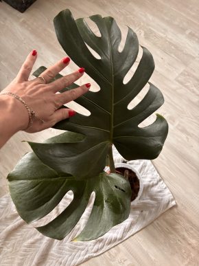 Monstera deliciosa