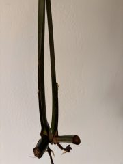 IMG_4531.jpeg