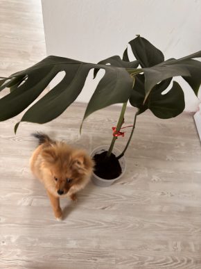 Monstera
