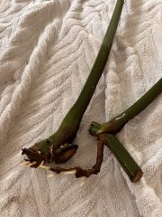 IMG_4539.jpeg