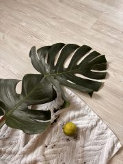 IMG_4540.jpeg