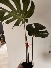 IMG_4543.jpeg