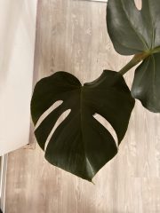 IMG_4548.jpeg