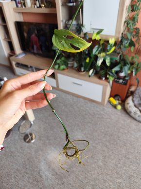Řízek monstera adansonii