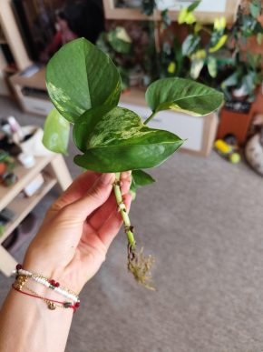 Řízek epipremnum marble queen