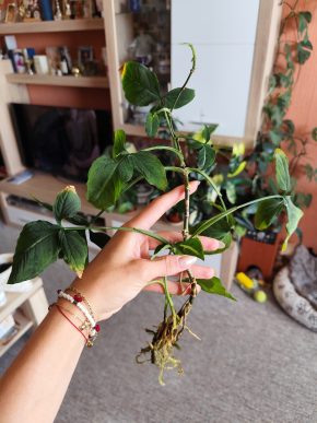 Řízek syngonium wendlandii