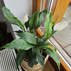 Spathiphyllum sadičky