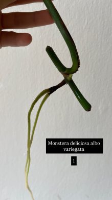 Monstera deliciosa albo variegata