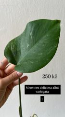 D1B9240A-F49C-4A22-88AC-3EB9670F64DB.jpeg