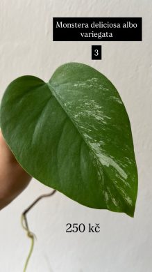 Monstera delicosa albo variegata 3