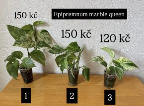 Epipremnum marble queen 1