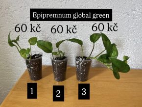 Epipremnum global green 1 / 2 / 3