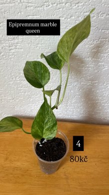 Epipremnum marble queen