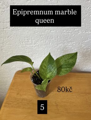 Epipremnum marble queen