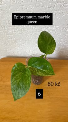Epipremnum marble queen