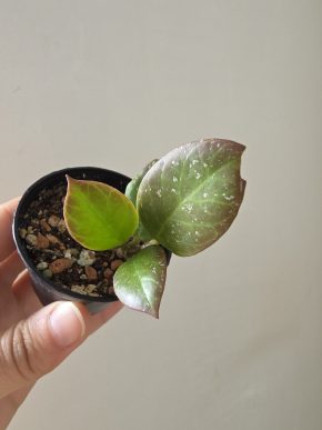Hoya 'Sunrise'