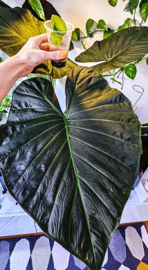 Alocasia regal shields