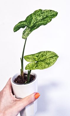 Syngonium mojito 2ks