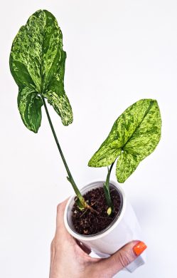Syngonium mojito 2ks