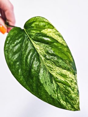 Epipremnum Pinnatum Albo Variegated