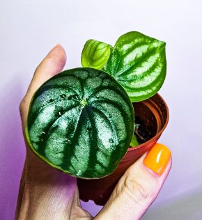 Peperomia argyreia