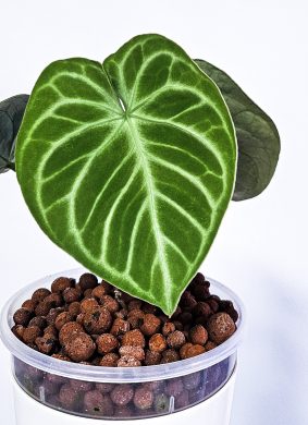 Anthurium Crystallinum