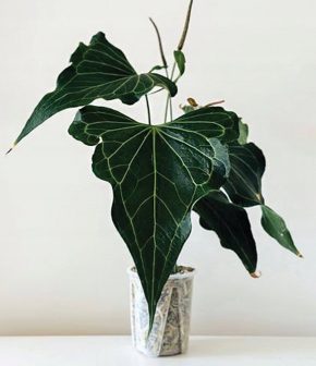 Anthurium delta force raritka