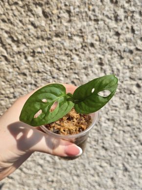 Monstera Adansonii (Monkey mask)