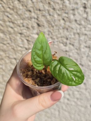 Monstera Adansonii (Monkey mask)