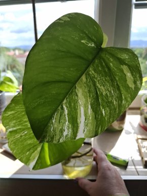 Monstera Deliciosa Alba