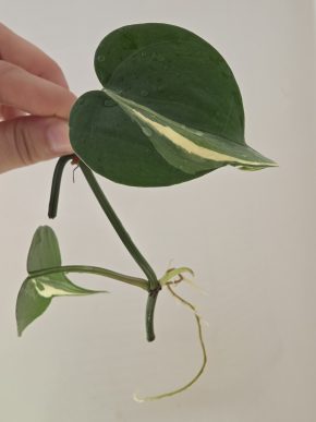 Philodendron Rio - řízek B