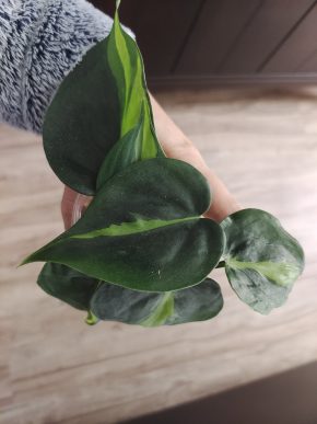 Philodendron hederaceum Brasil