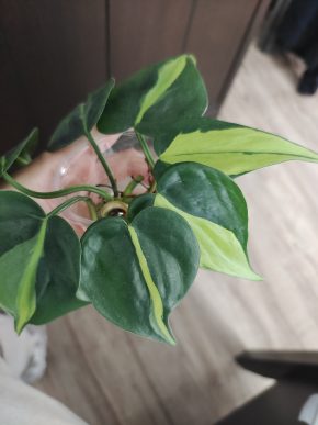 Philodendron hederaceum Brasil