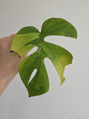 Rhaphidophora tetrasperma (aurea) variegata