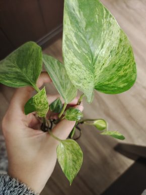 Epipremnum aureum Marble Queen